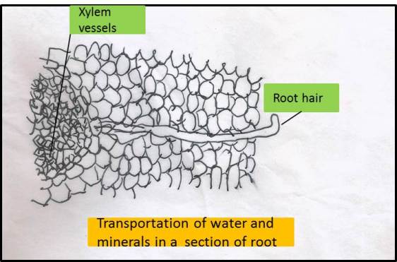 Transport of Water and Minerals in a Section of Root from NCERT Chapter Transportation in Animals and Plants
